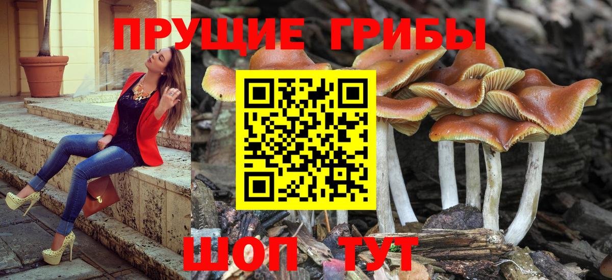 Псилоцибиновые грибы Psilocybe Сунжа